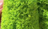 Молекулярный зеленый мох в микроволновке для торта